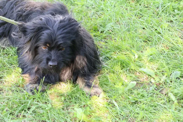 Pies do adopcji, Bełchatów, 14 maja 2025 (4/5)