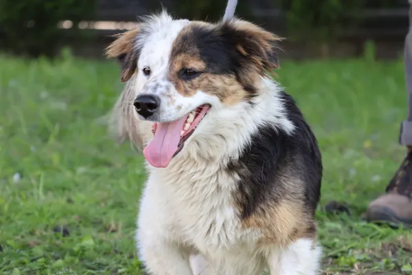 Pies do adopcji, Bełchatów, 13 maja 2025 (1/5)