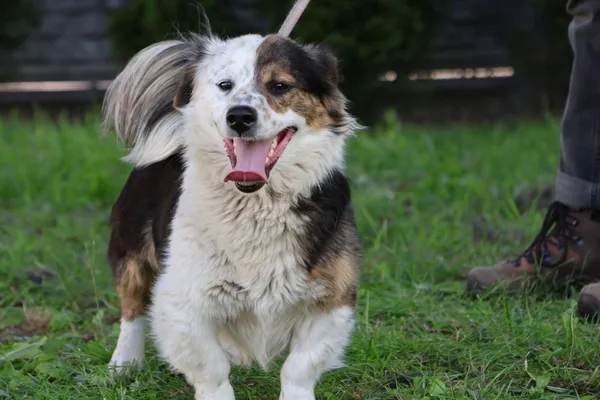 Pies do adopcji, Bełchatów, 13 maja 2025 (3/5)