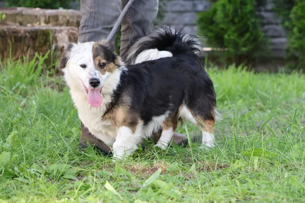 Pies do adopcji, Bełchatów, 13 maja 2025 (4/5)