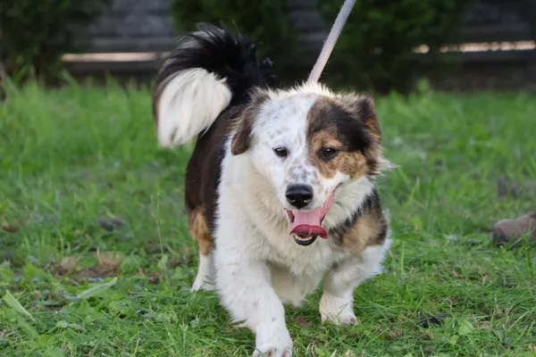 Pies do adopcji, Bełchatów, 13 maja 2025 (5/5)