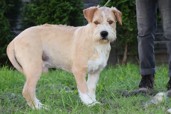 Pies do adopcji, Bełchatów, 10 lipca 2024 (1/5)