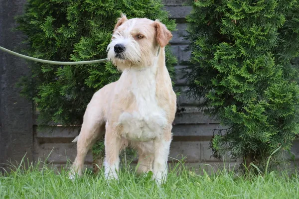 Pies do adopcji, Bełchatów, 10 lipca 2024 (3/5)