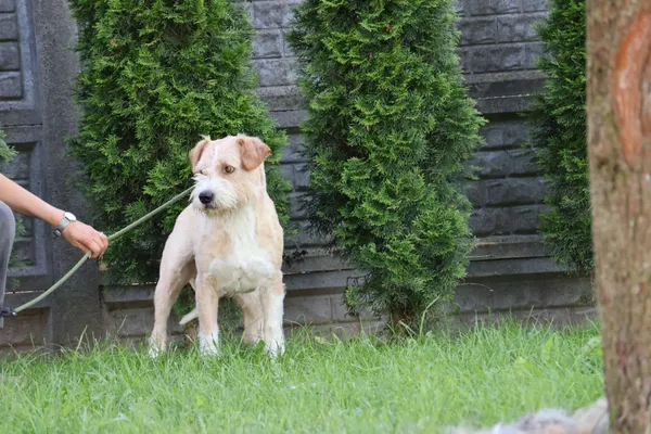 Pies do adopcji, Bełchatów, 10 lipca 2024 (4/5)