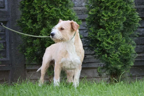 Pies do adopcji, Bełchatów, 10 lipca 2024 (5/5)