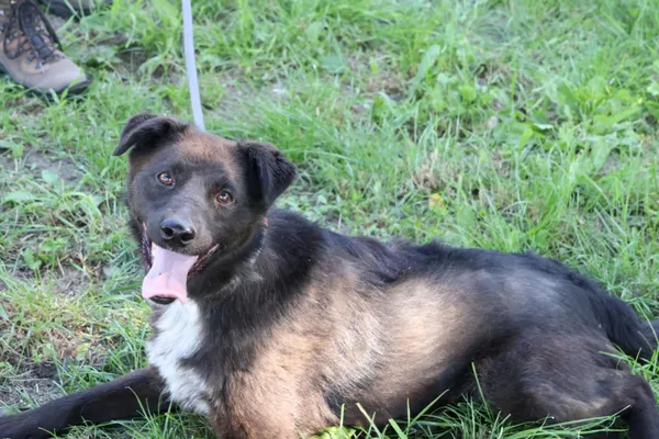 Pies do adopcji, Bełchatów, 18 kwietnia 2025 (1/5)