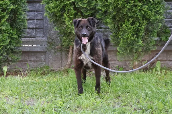 Pies do adopcji, Bełchatów, 18 kwietnia 2025 (2/5)