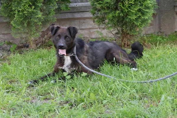 Pies do adopcji, Bełchatów, 18 kwietnia 2025 (3/5)