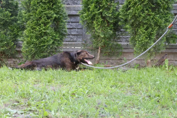 Pies do adopcji, Bełchatów, 18 kwietnia 2025 (5/5)