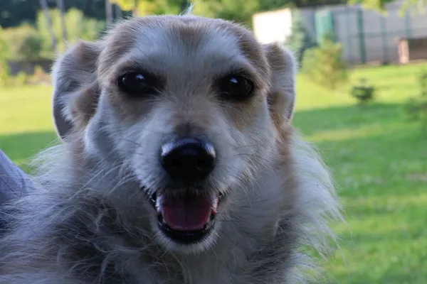 Pies do adopcji, Bełchatów, 24 października 2024 (1/5)