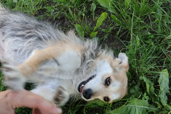 Pies do adopcji, Bełchatów, 24 października 2024 (2/5)