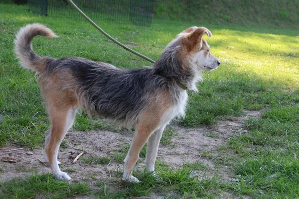 Pies do adopcji, Bełchatów, 24 października 2024 (3/5)