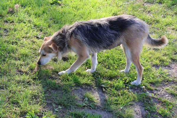 Pies do adopcji, Bełchatów, 24 października 2024 (4/5)