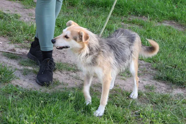 Pies do adopcji, Bełchatów, 24 października 2024 (5/5)