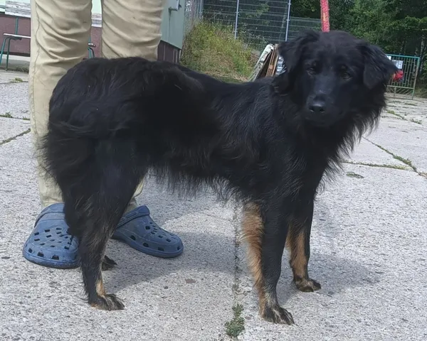 Znaleziono psa, Pieckowo, 18 lipca 2025 (1/2)