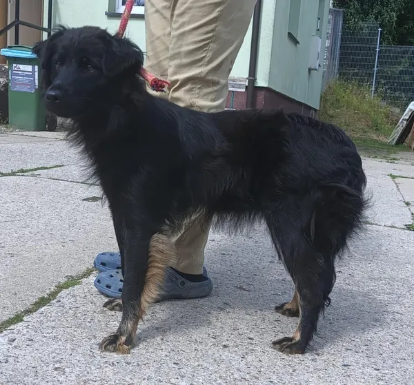 Znaleziono psa, Pieckowo, 18 lipca 2025 (2/2)