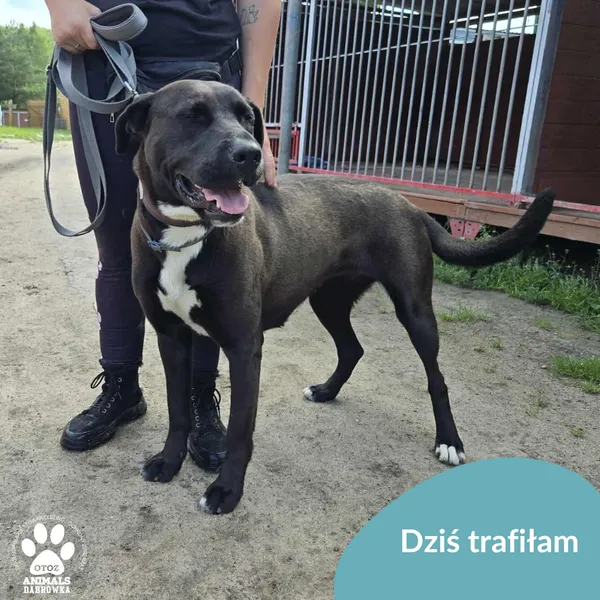 Znaleziono psa, Dąbrówka, 18 lipca 2025