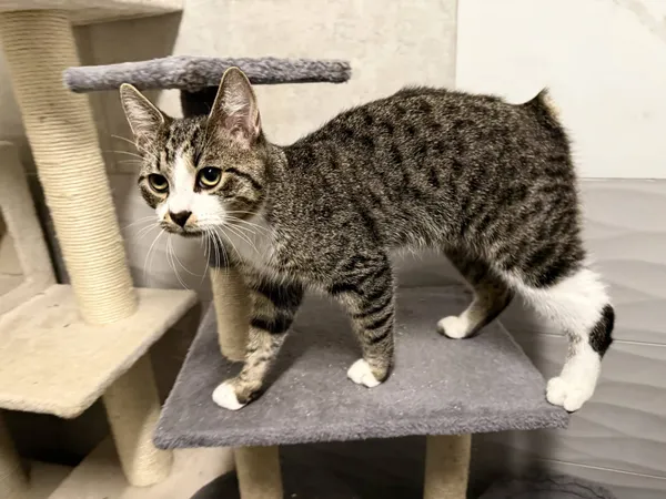 Znaleziono kota, Chojnice, 8 lipca 2025 (1/2)