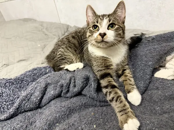 Znaleziono kota, Chojnice, 8 lipca 2025 (2/2)