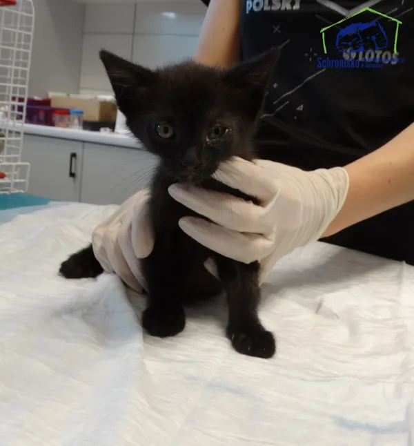 Kot do adopcji, Szczecin, 19 lipca 2025