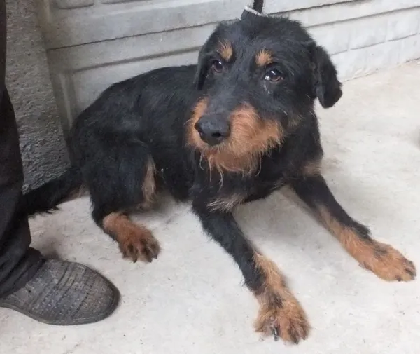 Znaleziono psa, Nowa Krępa, 10 lipca 2025