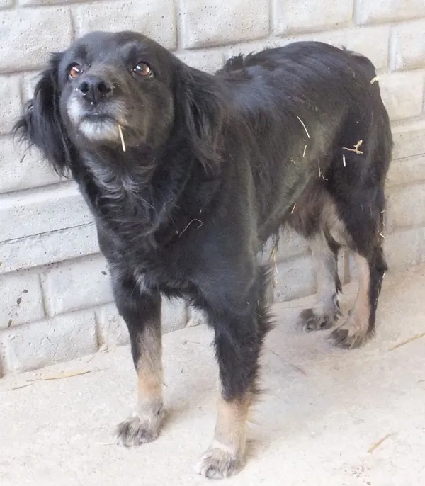 Znaleziono psa, Nowa Krępa, 18 czerwca 2025