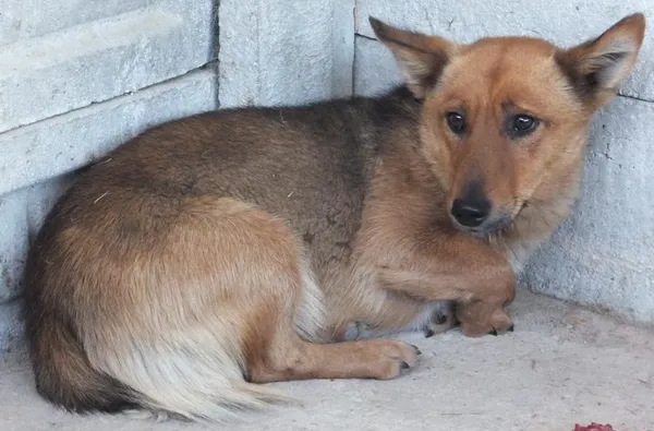 Znaleziono psa, Nowa Krępa, 17 czerwca 2025