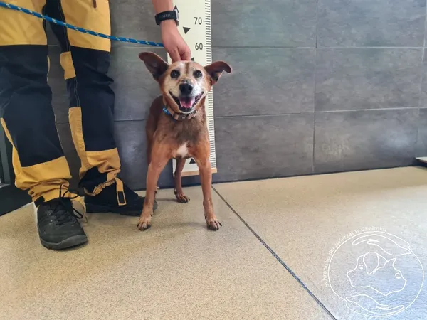 Znaleziono psa, Chełmek, 19 lipca 2025