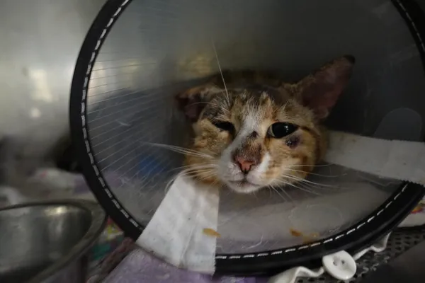 Znaleziono kota, Gdańsk, 19 lipca 2025