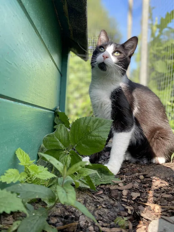 Kot do adopcji, Żywiec, 19 lipca 2025 (2/5)