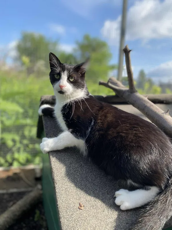 Kot do adopcji, Żywiec, 19 lipca 2025 (3/5)