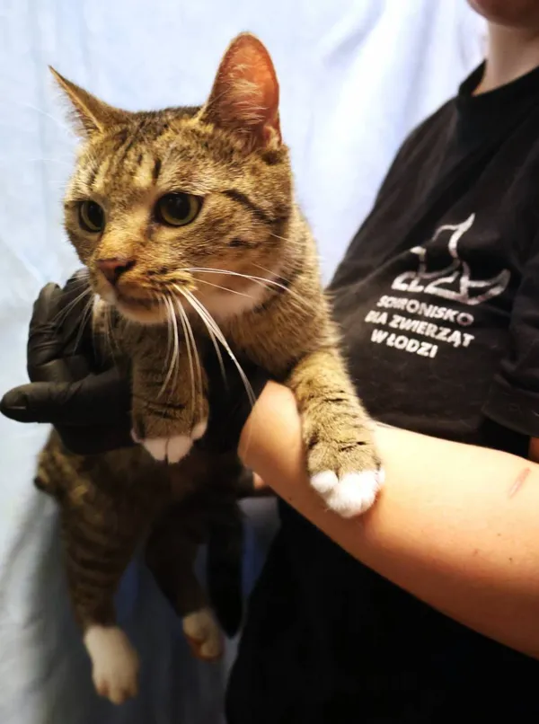Znaleziono kota, Łódź, 19 lipca 2025 (2/5)