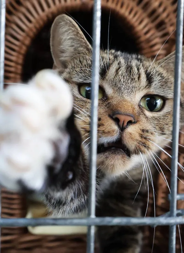 Znaleziono kota, Łódź, 19 lipca 2025 (5/5)