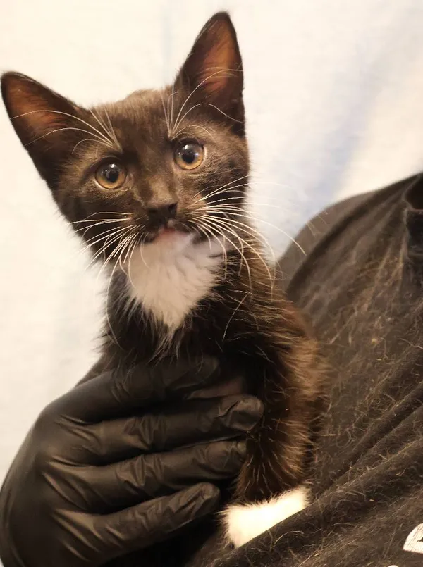 Znaleziono kota, Łódź, 19 lipca 2025 (3/4)