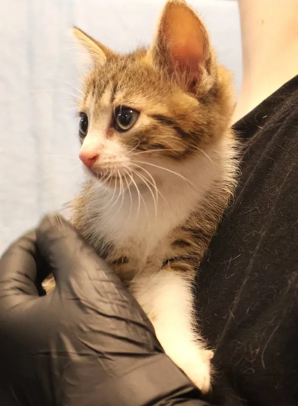 Znaleziono kota, Łódź, 19 lipca 2025 (3/4)