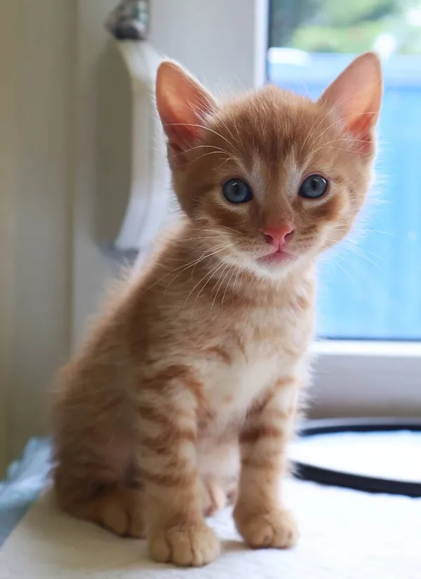 Znaleziono kota, Łódź, 19 lipca 2025 (1/4)