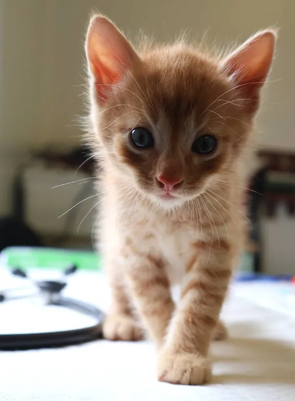 Znaleziono kota, Łódź, 19 lipca 2025 (3/4)