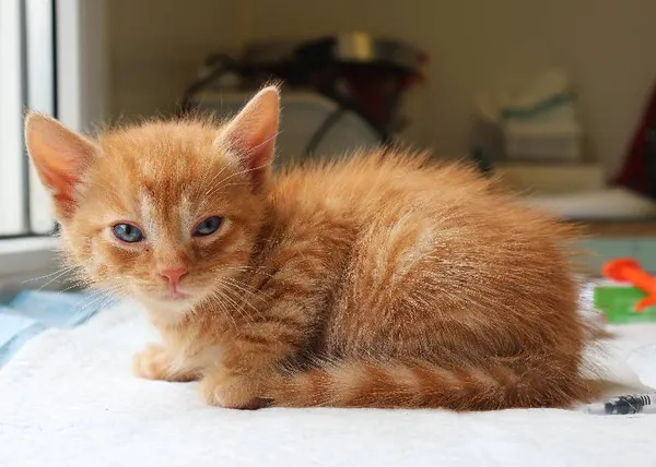 Znaleziono kota, Łódź, 19 lipca 2025 (1/4)