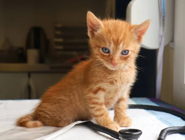 Znaleziono kota, Łódź, 19 lipca 2025 (3/4)