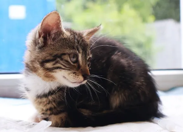 Znaleziono kota, Łódź, 19 lipca 2025 (1/5)