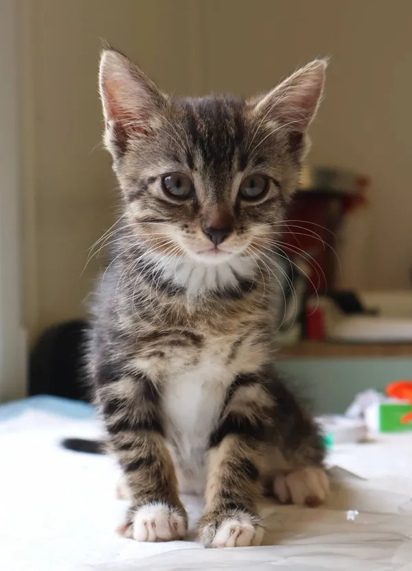 Znaleziono kota, Łódź, 19 lipca 2025 (2/5)