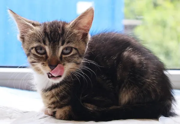 Znaleziono kota, Łódź, 19 lipca 2025 (3/5)