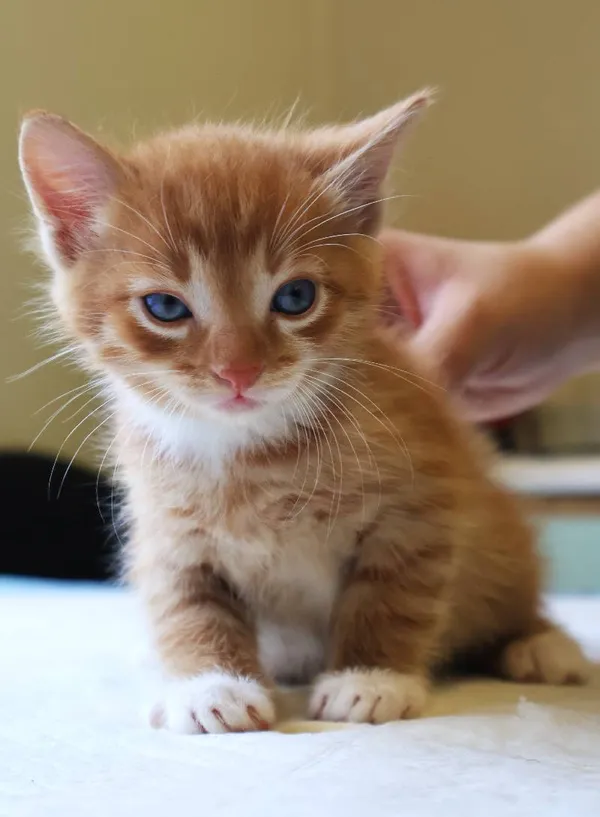 Znaleziono kota, Łódź, 19 lipca 2025 (1/5)