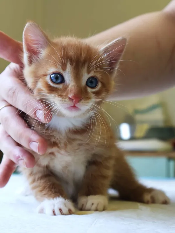 Znaleziono kota, Łódź, 19 lipca 2025 (2/5)