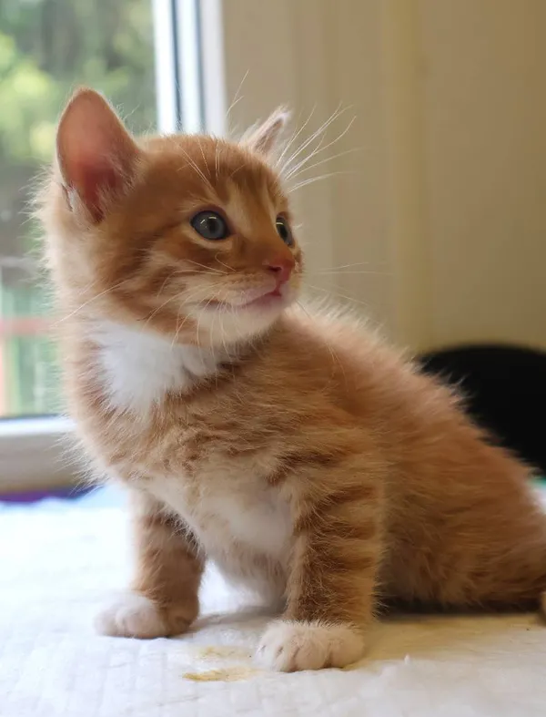 Znaleziono kota, Łódź, 19 lipca 2025 (5/5)