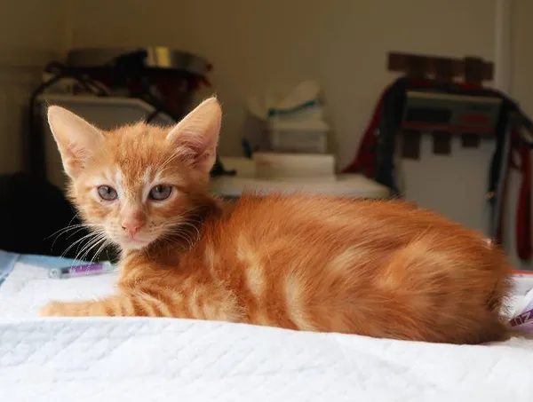 Znaleziono kota, Łódź, 19 lipca 2025 (1/5)