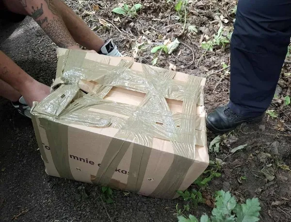 Znaleziono kota, Łódź, 19 lipca 2025 (5/5)