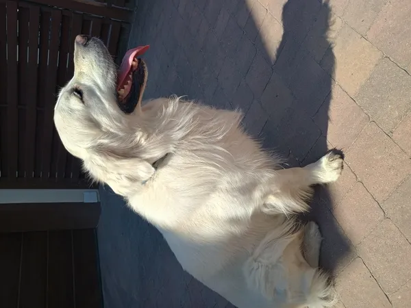 Znaleziono psa, Łódź, 19 lipca 2025