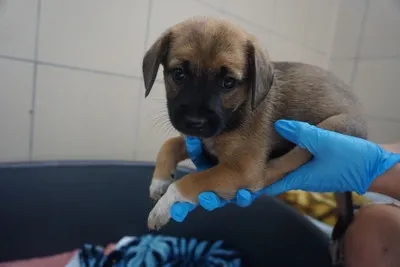 Pies do adopcji, Kraków, 16 lipca 2025