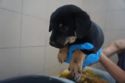 Pies do adopcji, Kraków, 16 lipca 2025